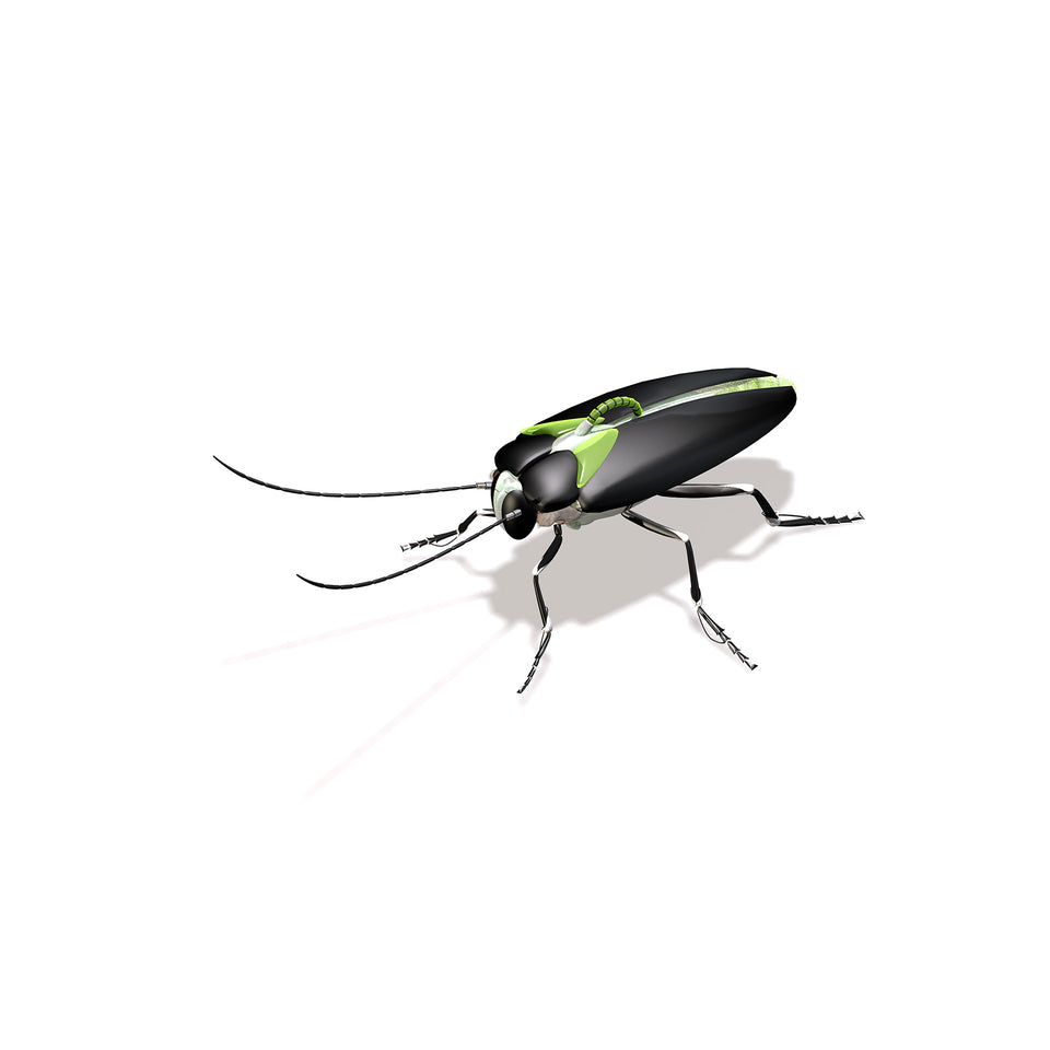 collections/radarcan-roach-cucaracha-1920x1920.jpg