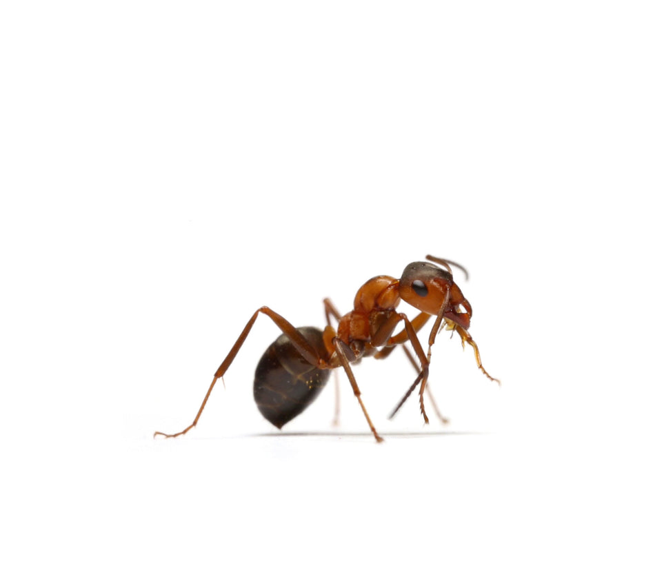 WATCH OUR ANT REPELLER IN ACTION